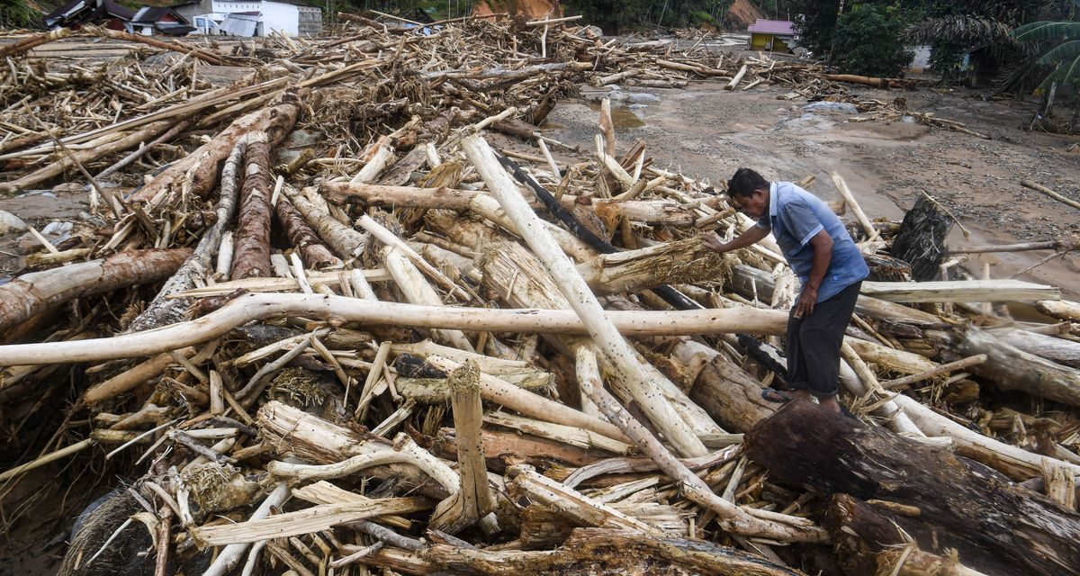 Gelondongan Kayu: Saksi Bisu Kerusakan Hutan Sistemik