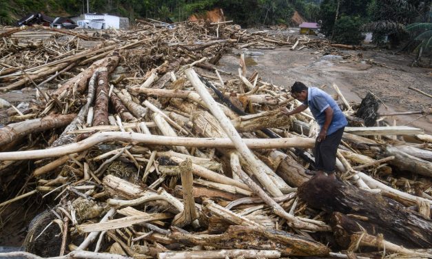 Gelondongan Kayu: Saksi Bisu Kerusakan Hutan Sistemik