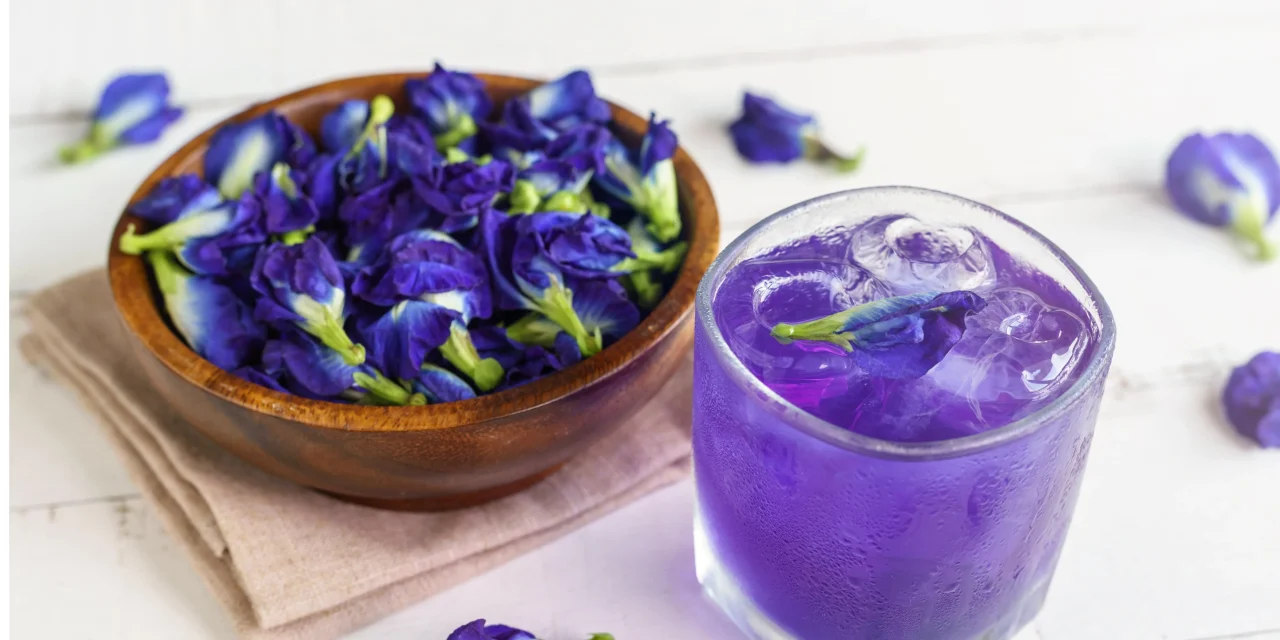 Manfaat Bunga Telang bagi Kesehatan Tubuh dan Perawatan Alami