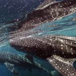 Teluk Cenderawasih Jadi Destinasi Terbaik Dunia 2026 Versi Time