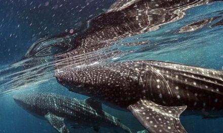 Teluk Cenderawasih Jadi Destinasi Terbaik Dunia 2026 Versi Time