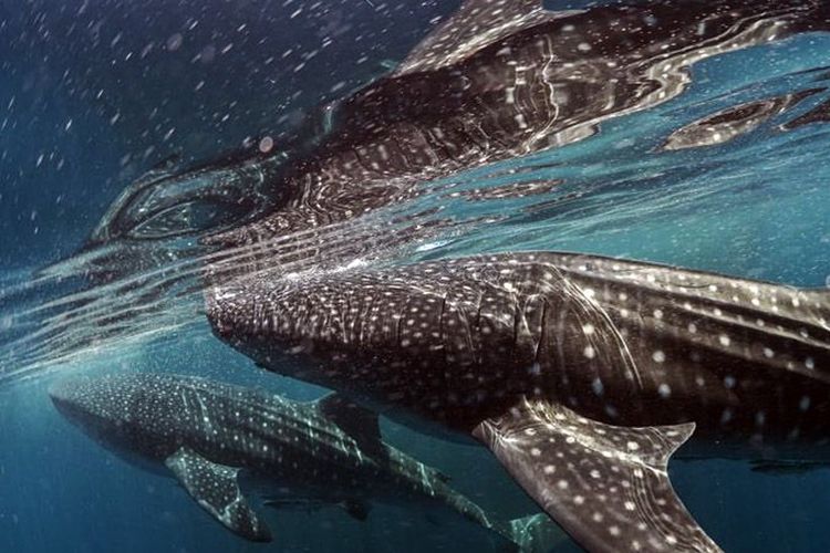 Teluk Cenderawasih Jadi Destinasi Terbaik Dunia 2026 Versi Time