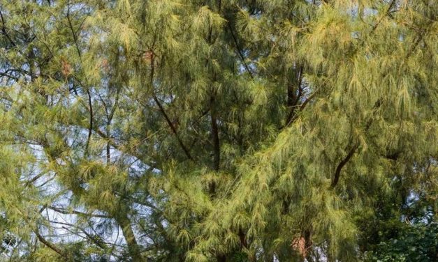 Cemara Laut Jadi Benteng Alami Pantai dari Ancaman Abrasi