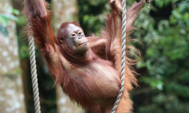 Ilmuwan Temukan Cara Efektif Cegah Kepunahan Massal di Bumi