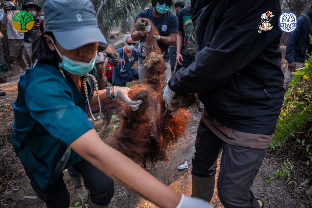 Karhutla Kalimantan mengancam habitat dan kehidupan orangutan