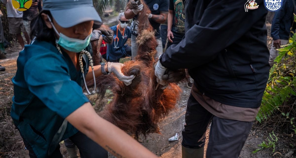 Karhutla Kalimantan Ancam Kehidupan Orangutan, Habitat dan Sumber Pakan Rusak