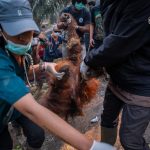 Karhutla Kalimantan Ancam Kehidupan Orangutan, Habitat dan Sumber Pakan Rusak