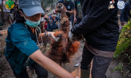 Karhutla Kalimantan Ancam Kehidupan Orangutan, Habitat dan Sumber Pakan Rusak